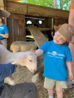 young child petting baby sheep